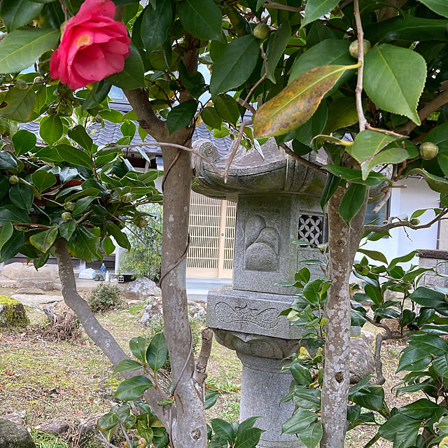 玄関/入り口/花のある生活/築山/古民家暮らし/築97年になりました✨のインテリア実例 - 2025-04-24 18:48:32