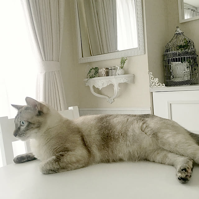 noelさんの実例写真