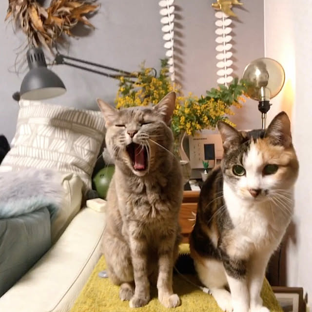 nyanko-beamさんの実例写真