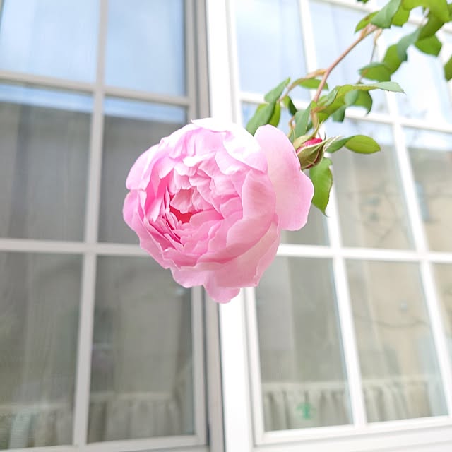 fleur-mamanさんの部屋