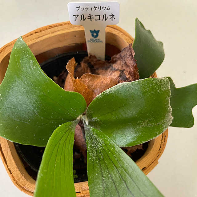 merochamさんの部屋