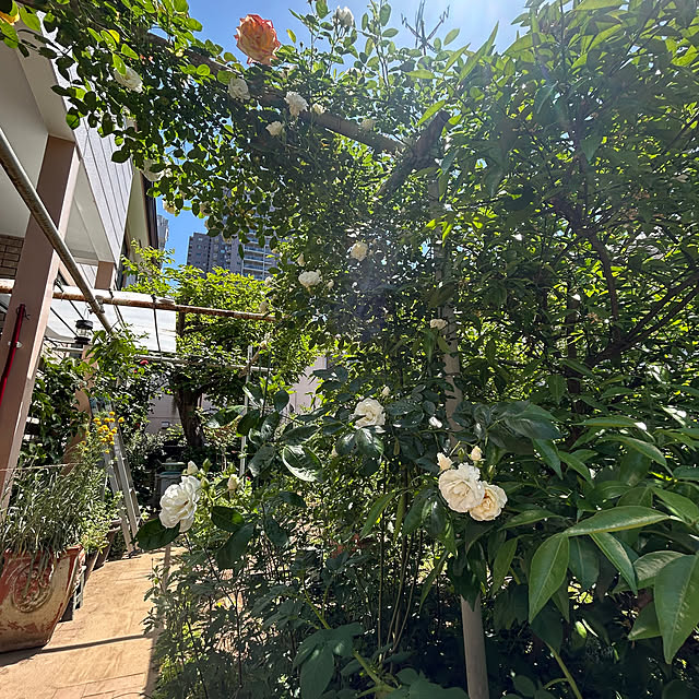 botanさんの実例写真