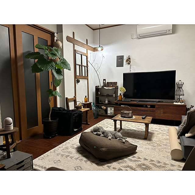 部屋全体/7年目のウンベラータ/曲げに挑戦中/ウンベラータ♡/皆さんのお部屋覗けてなくてごめんなさい！...などのインテリア実例 - 2024-10-24 23:19:56