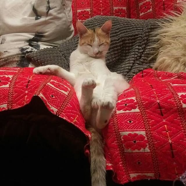 Yuhkoさんの実例写真