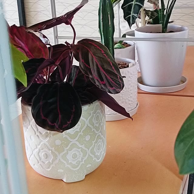 hanachanさんの部屋