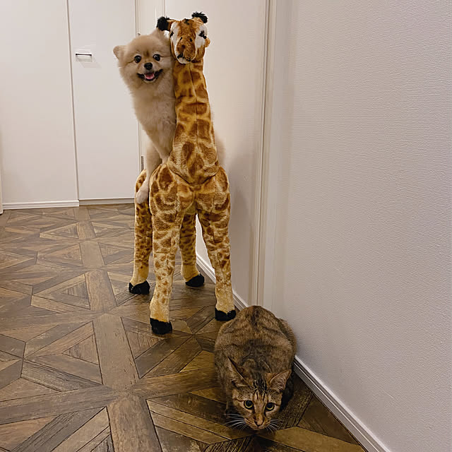 maruさんの実例写真