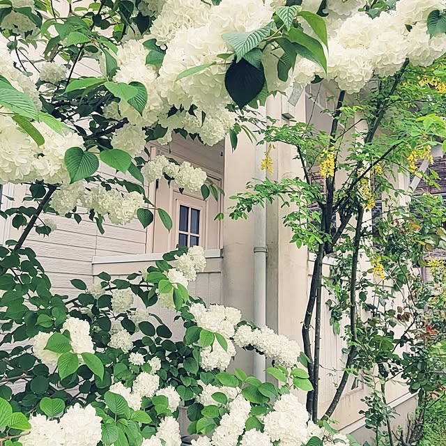tulipさんの実例写真