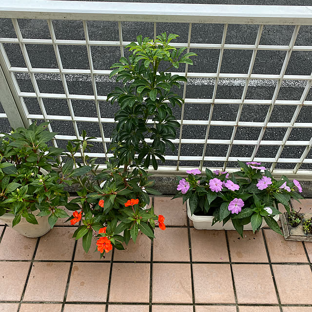 dainaoreiさんの実例写真