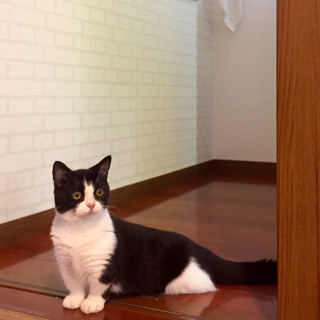 butachanさんの実例写真