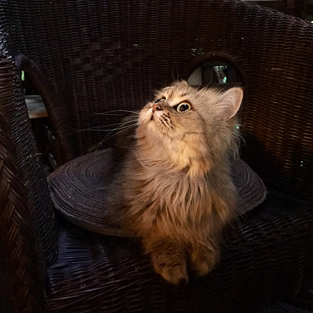 butachanさんの実例写真