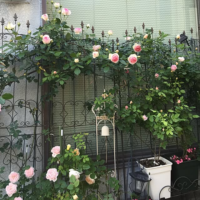 greenroseさんの実例写真