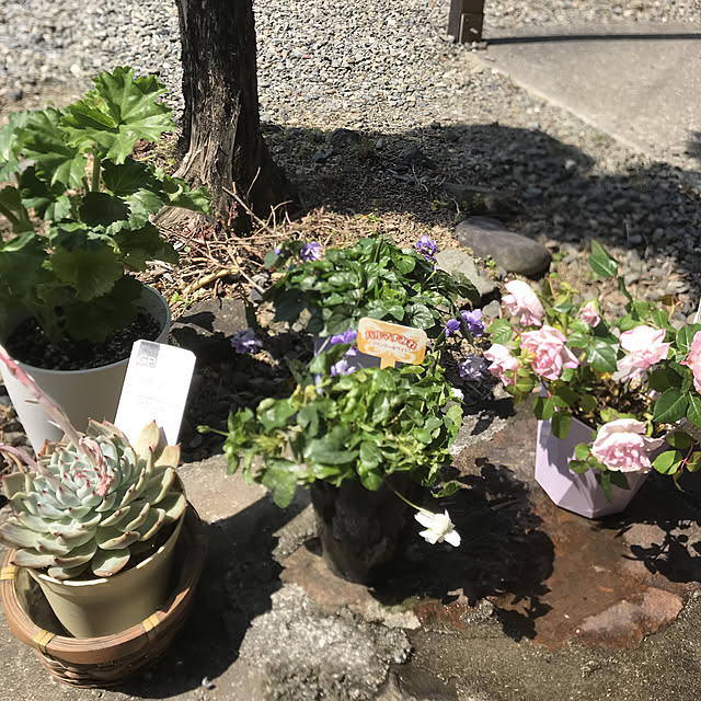 sakura1116さんの実例写真