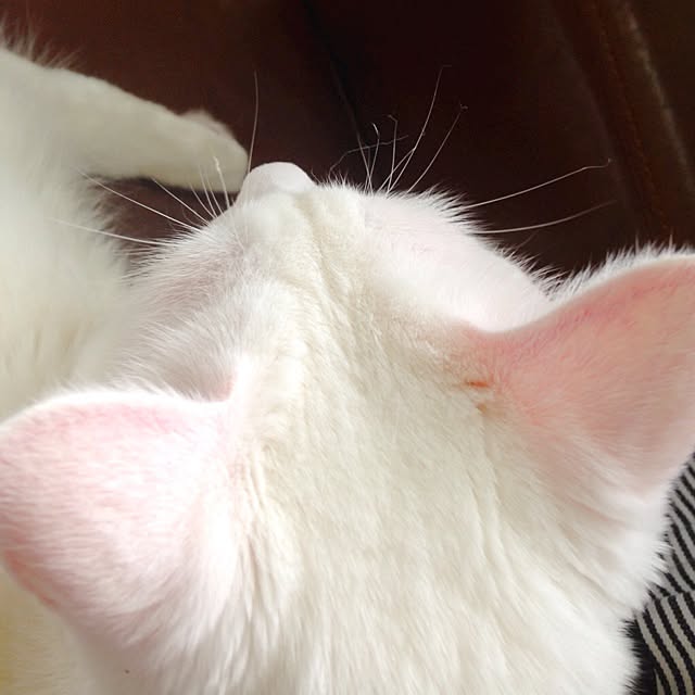 kaoさんの実例写真