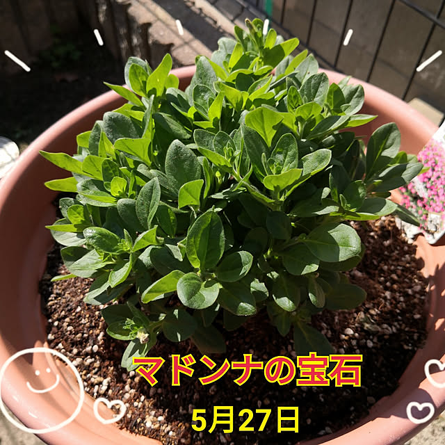 haruruさんの実例写真