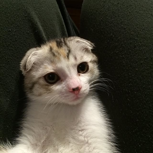 yokkochanさんの実例写真