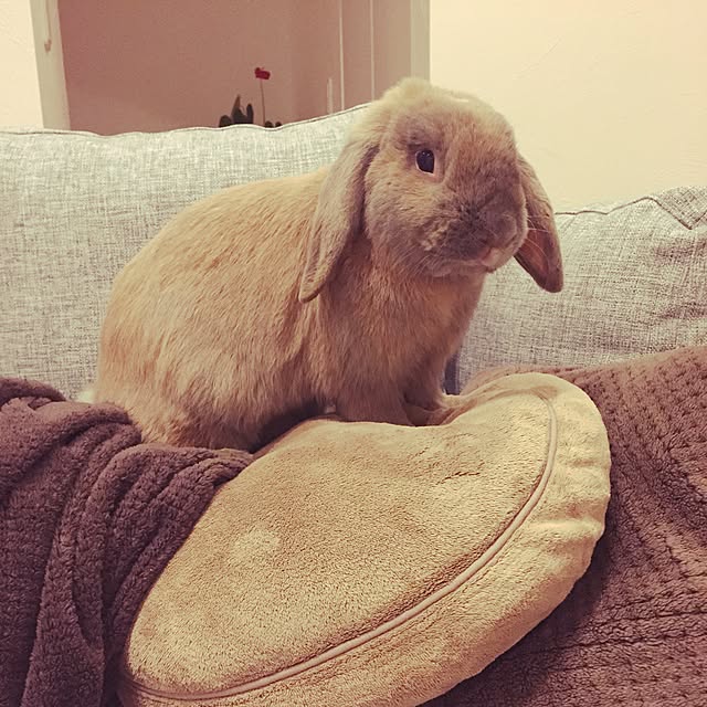 sayapiさんの実例写真