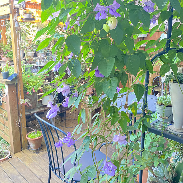 mintteaさんの部屋