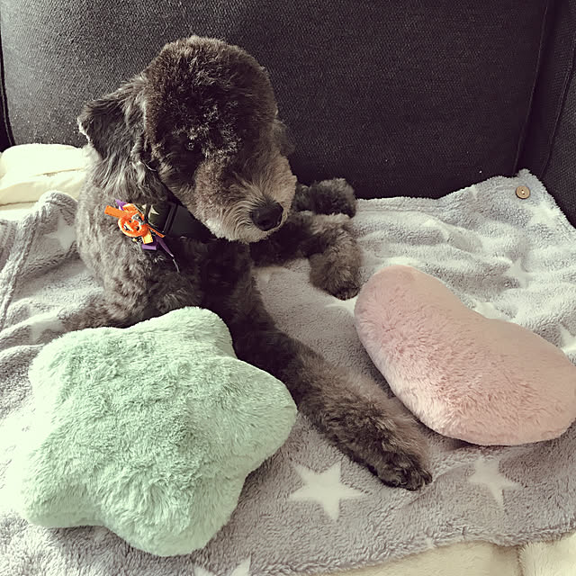 moppoさんの実例写真