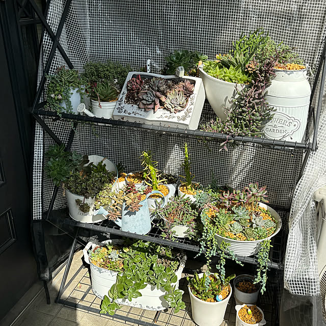 momocchiさんの部屋