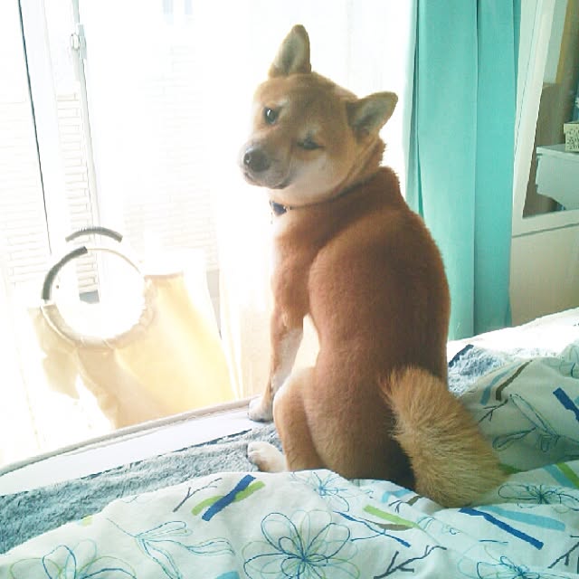kotaさんの実例写真