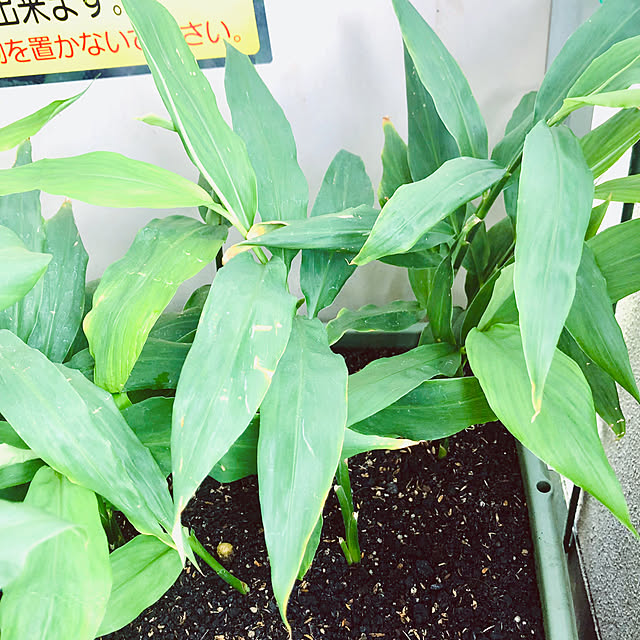 部屋全体/観葉植物のある生活/観葉植物のある暮らし/観葉植物/復活しました...などのインテリア実例 - 2023-11-20 22:07:21