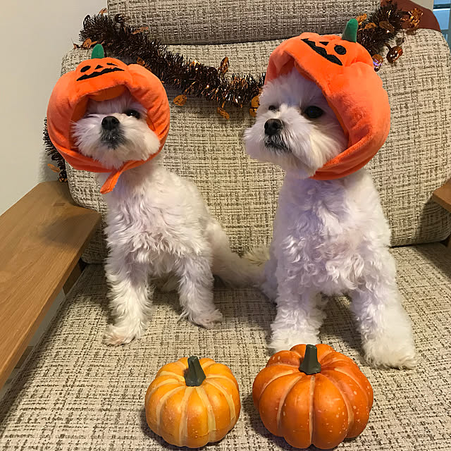 maru-cheeさんの実例写真