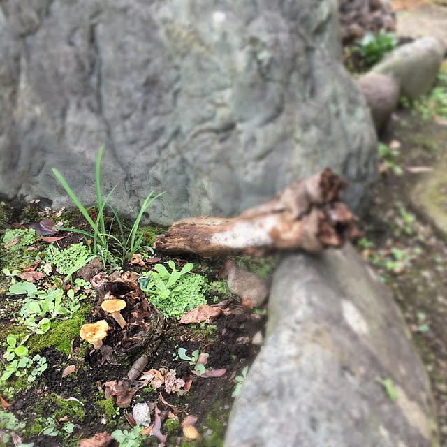 k1nak0さんの実例写真