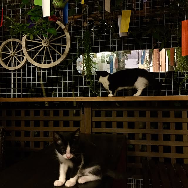 butachanさんの実例写真