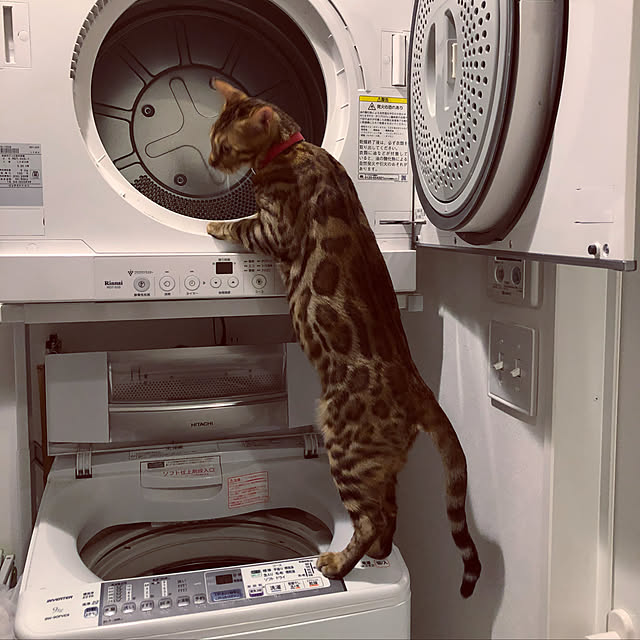 iranさんの実例写真