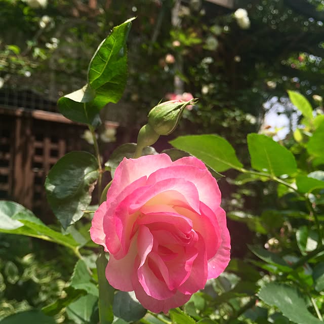 butachanさんの実例写真
