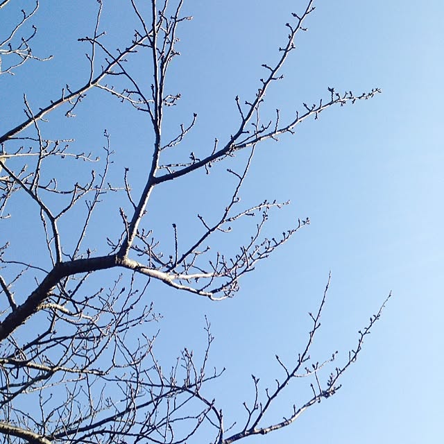 sakuさんの実例写真