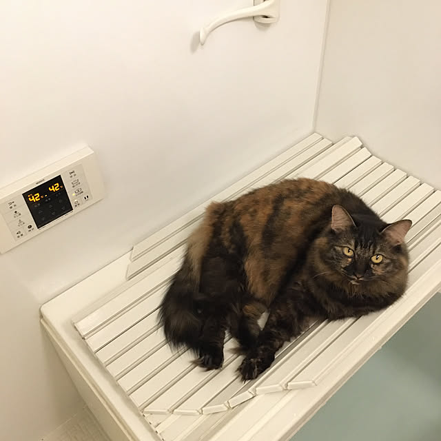 mikomaruさんの実例写真