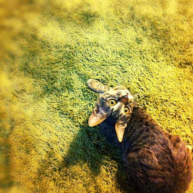 yumenyanさんの実例写真