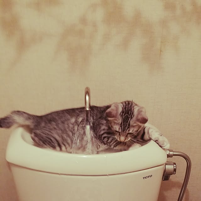 annさんの実例写真