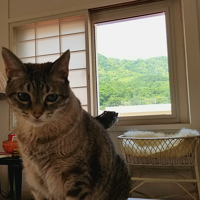 neoさんの実例写真