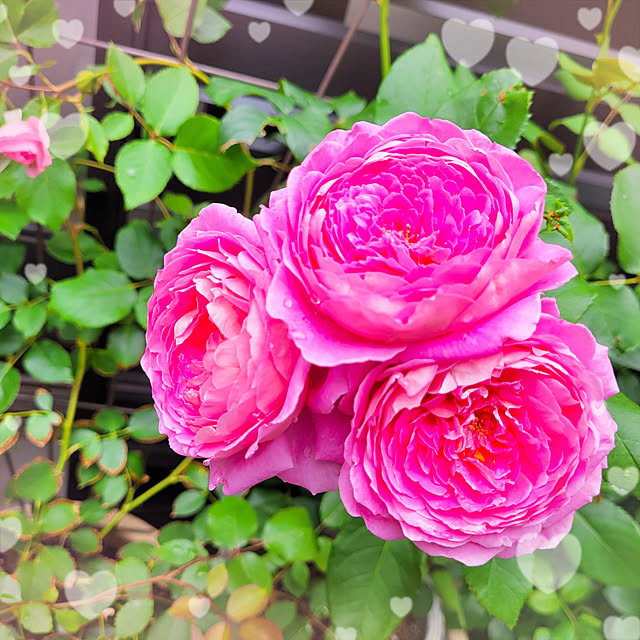 mimi828さんの実例写真