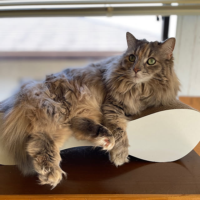 justyさんの実例写真