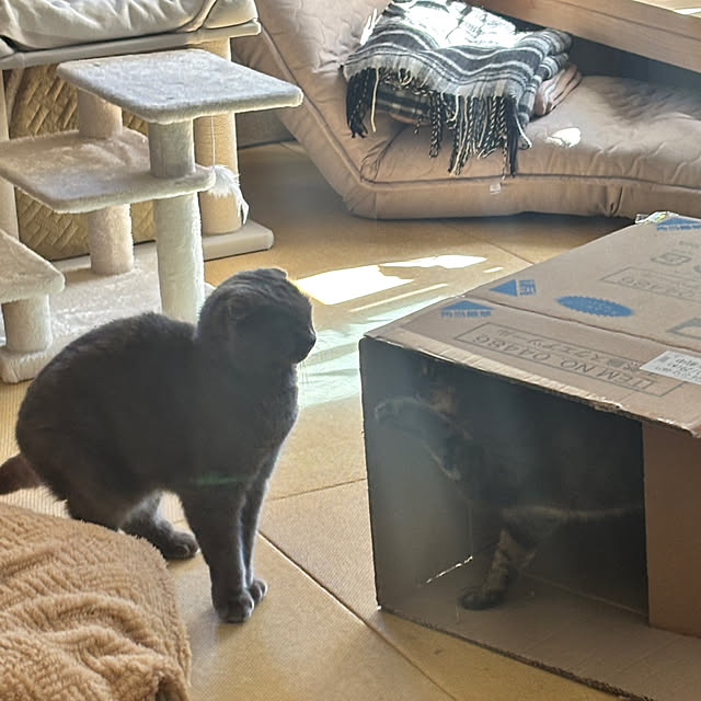 greycatsさんの部屋