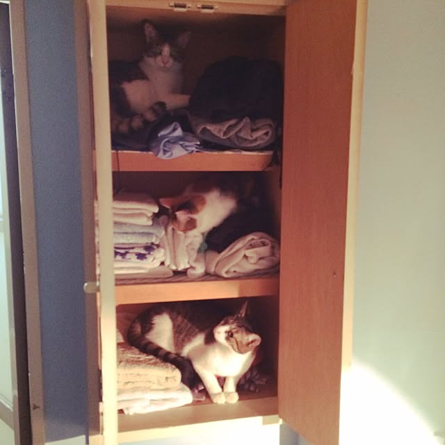 makiさんの実例写真