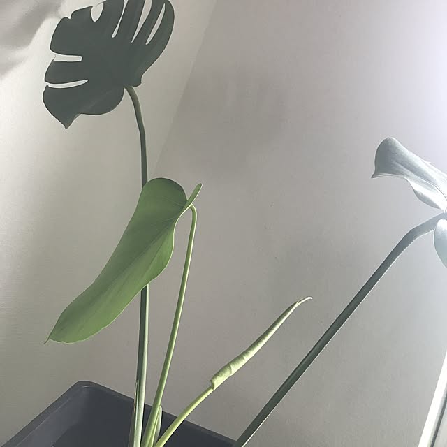 pekoさんの実例写真