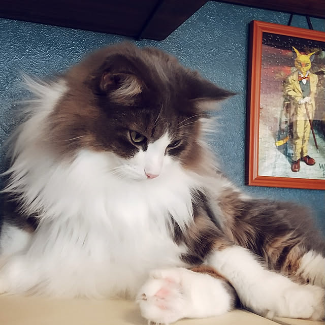 hakutomoroさんの実例写真