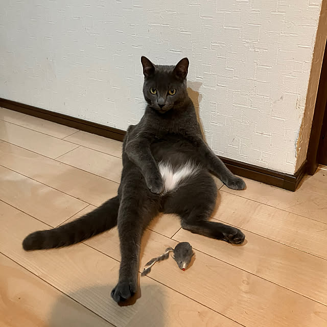 nekoさんの部屋