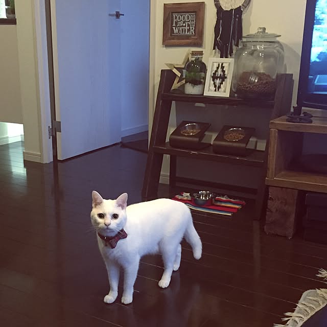momocoさんの実例写真