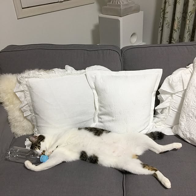 yuchiさんの実例写真