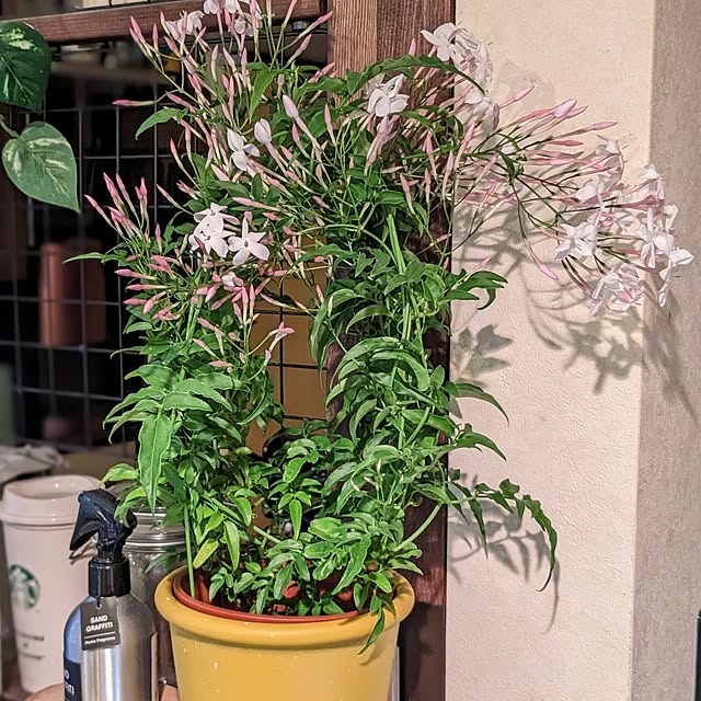 GINさんの部屋