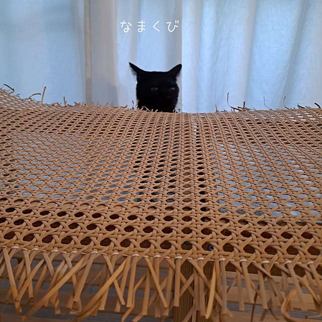 kankanmom_horn_5catsさんの部屋
