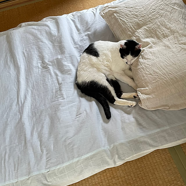 nobikoさんの部屋