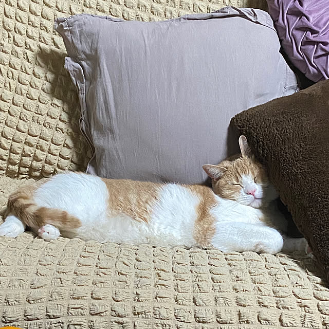 mintteaさんの部屋