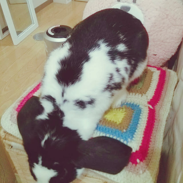 purinさんの実例写真