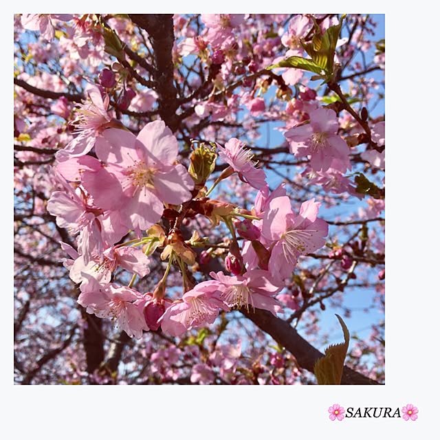 ha.happy_0404さんの実例写真